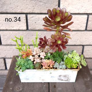 no.34多肉植物抜き苗12種セット(その他)