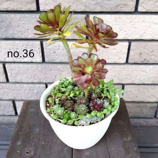 no.36多肉植物抜き苗5種セット(その他)