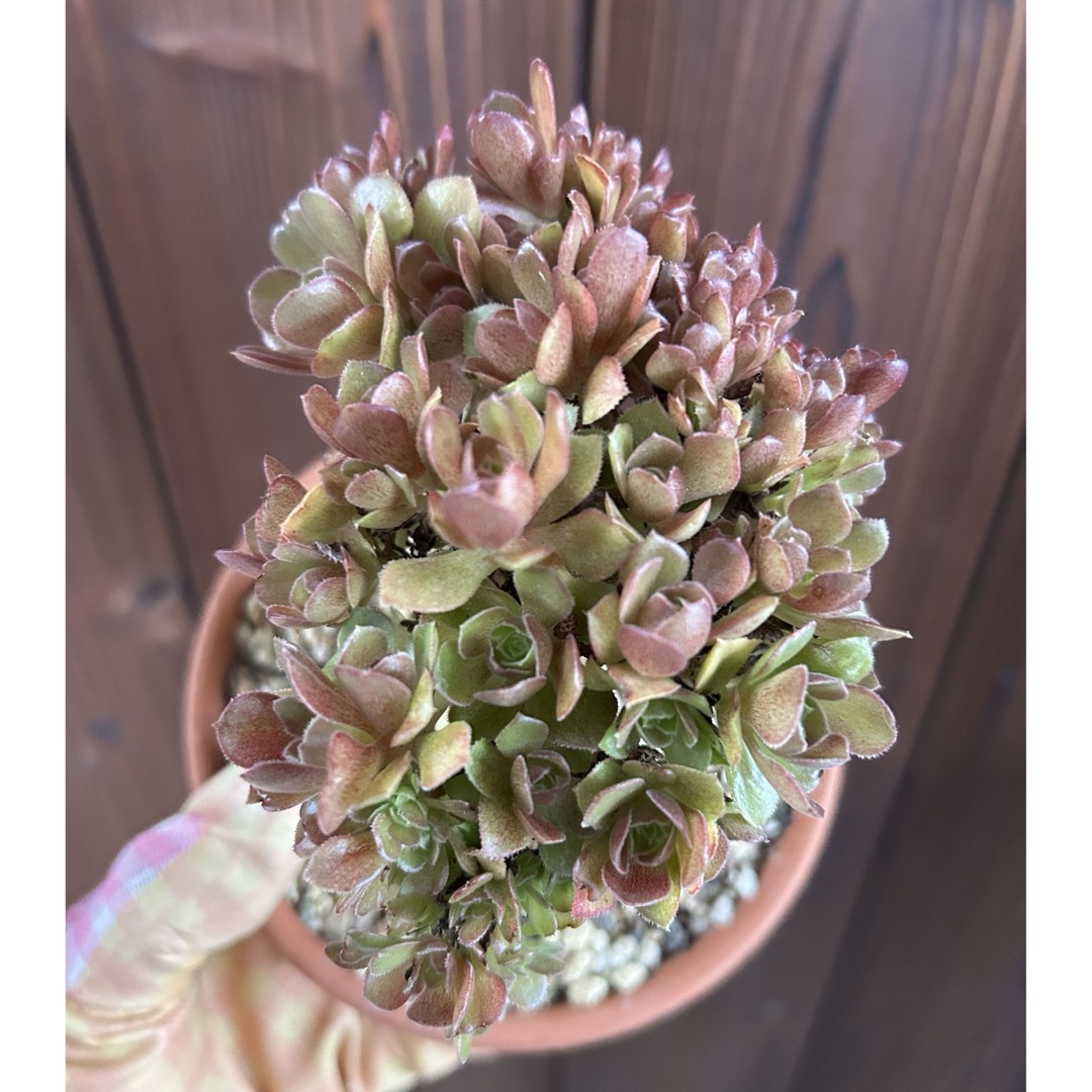 アエオニウム最新品種 吹雪錦 特大群生 抜き苗 (多肉植物 富士 アエオニウム最新品種 吹雪錦 特大群生 抜き苗 (多肉植物 富士