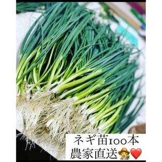 福岡県産　ネギ苗100本 1人限定(野菜)