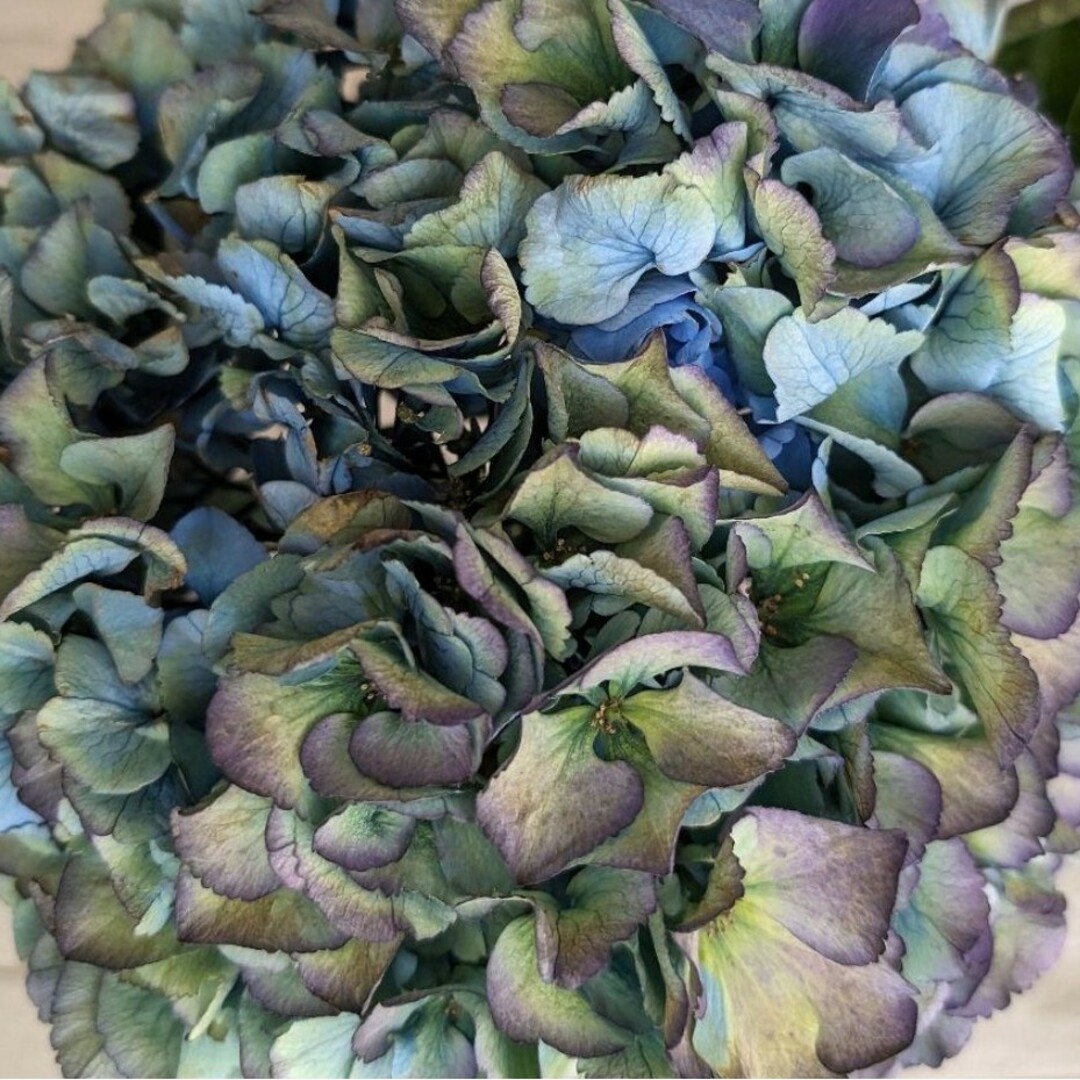 🌼レア輸入紫陽花苗🌼フリンジ♪🌼ロイヤルパレードCL🌼 ハンドメイドのフラワー/ガーデン(その他)の商品写真