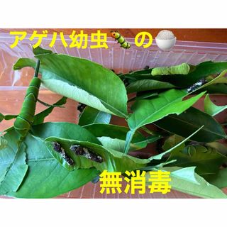 みかんの葉(虫類)