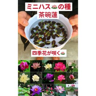 ミニハスの種　茶碗蓮　ハスの種　混色屋内外植付け可能　お得な値段設定　10粒入り