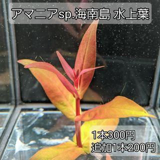 アマニアsp.海南島水上葉(アクアリウム)