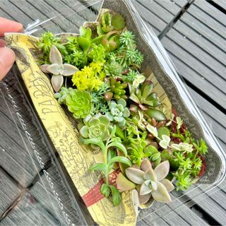 多肉植物　カット苗　寄せ植え　名前一覧付き(その他)