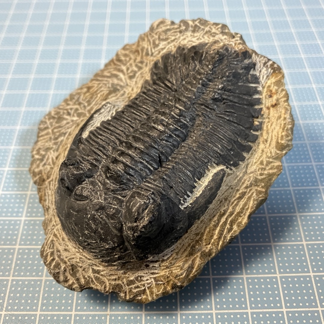 三葉虫　化石　大きめ エンタメ/ホビーのコレクション(その他)の商品写真