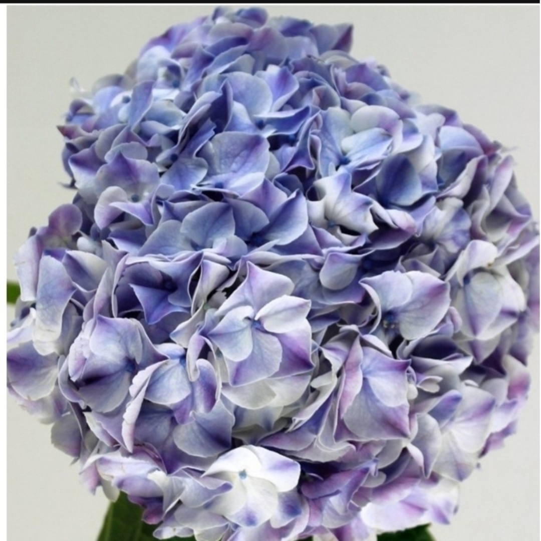 🌼レア輸入人気紫陽花苗🌼マーブルブルー🌼ホワイト×ブルー複色🌼涼しげ! ハンドメイドのフラワー/ガーデン(その他)の商品写真
