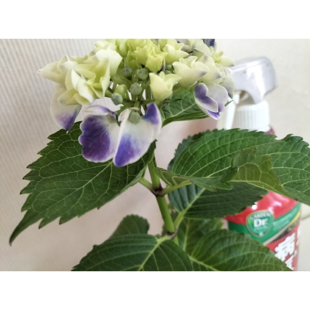 🌼レア輸入人気紫陽花苗🌼マーブルブルー🌼ホワイト×ブルー複色🌼涼しげ! ハンドメイドのフラワー/ガーデン(その他)の商品写真