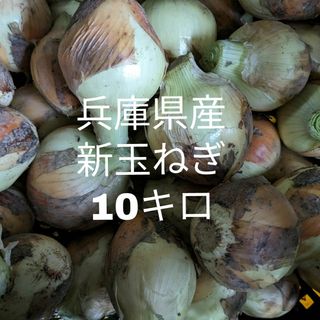 兵庫県産　新玉ねぎ１０㎏（箱重量込）(野菜)