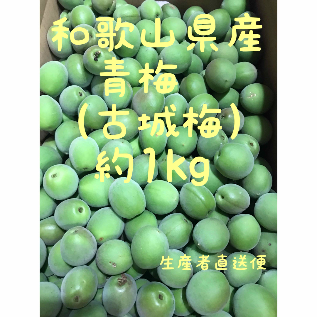 和歌山県産青梅　約１kg 古城梅 食品/飲料/酒の食品(フルーツ)の商品写真