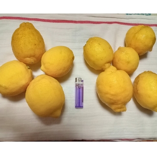 ３０年以上完全無農薬 巨大完熟レモン(リスボン) 2.5㎏入り 最終出品