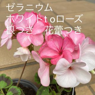 ゼラニウム　ホワイトt oローズ　根つき　花蕾つき(その他)