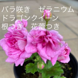 バラ咲き　ゼラニウム　ドラゴンクイーン　根つき　花蕾つき(その他)