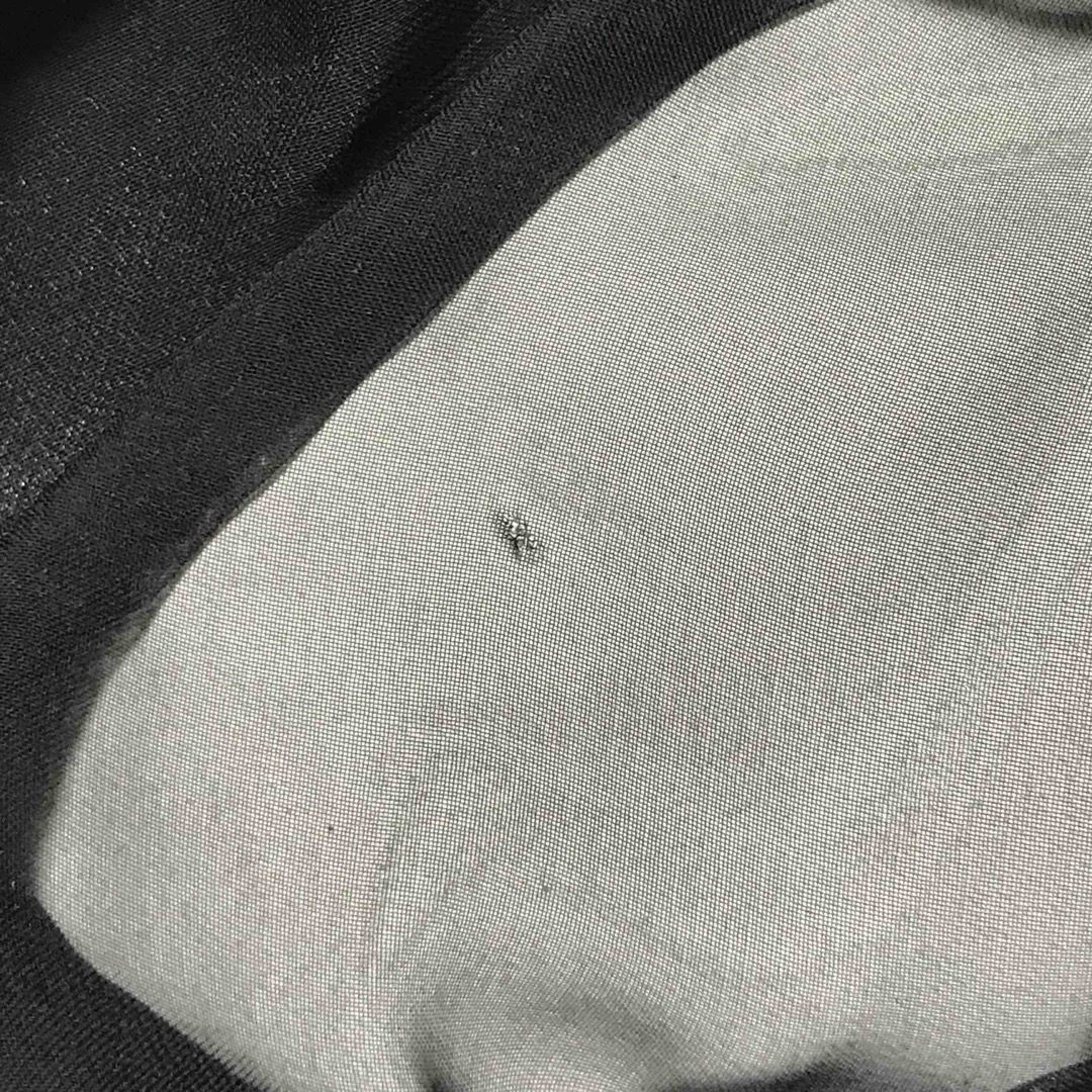 y2k フェアリーコア シースルー フリル ブラウス リボン ブラック レディースのトップス(シャツ/ブラウス(長袖/七分))の商品写真