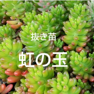 多肉植物《 虹の玉 》抜き苗(その他)