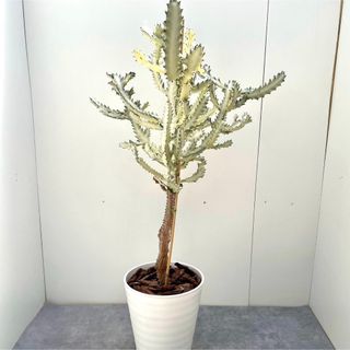 ユーフォルビア　ホワイトゴースト【現品】☆希少☆ 観葉植物　大型(その他)