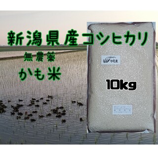 無農薬米新潟県産コシヒカリ10k(米/穀物)