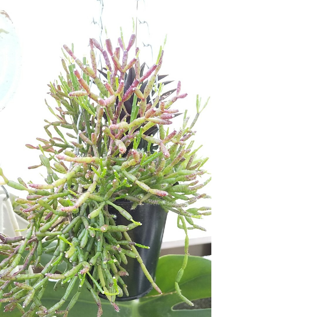 多肉植物 ハオルチアの瑠璃殿×サルコニオイデスの寄せ植え ハンドメイドのフラワー/ガーデン(その他)の商品写真