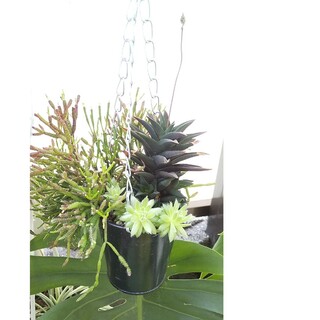 多肉植物 ハオルチアの瑠璃殿×サルコニオイデスの寄せ植え(その他)