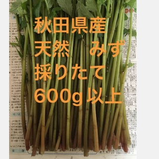 秋田県産　山菜　天然　みず　採りたて　600g以上　(野菜)