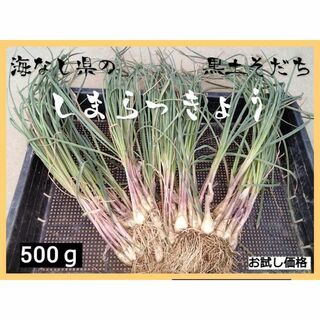 【新鮮・自然栽培】島らっきょう 土付き 500g【栽培期間中農薬不使用】(野菜)