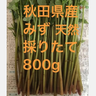 秋田県産　山菜　天然　みず　ミズ　採りたて　800g(野菜)