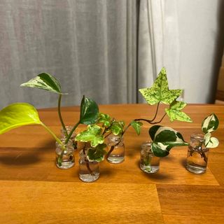 観葉植物♪5種set(カット苗)