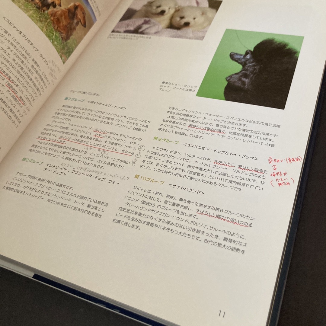 最新犬種図鑑　　【ジャパンケネルクラブ】 その他のペット用品(犬)の商品写真