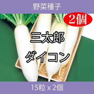 野菜種子 TVF07 三太郎ダイコン 15粒 x 2個(野菜)