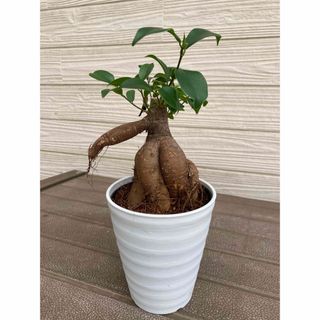 ガジュマル　開運☆観葉植物(プランター)