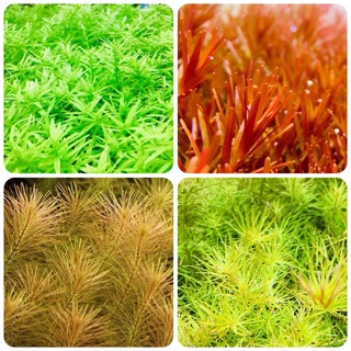 水草セット　4種類 水中葉　無農薬　無害虫(アクアリウム)