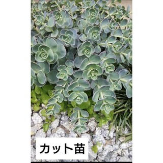 【カット苗】多肉植物　ミセバヤ　６本(その他)