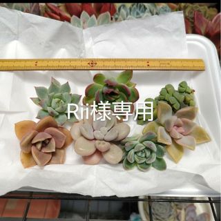 多肉植物☆Rii様専用☆可愛い多肉♡(その他)