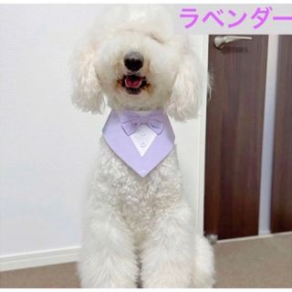 【ペット用】大型犬用 中型犬用 エプロン蝶ネクタイ風チョーカー　単色　ラベンダー(犬)