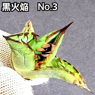 アガベ　チタノタ　ブラックファイヤー 　No.3 黒火焔　 優良血統　棘が黒い！(その他)