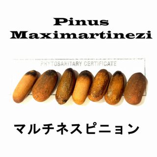 1月入荷 100粒+ マルチネスピニョンマツ  種 種子 証明書あり(その他)