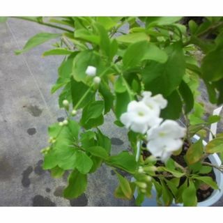 シロバナタイワンレンギョウ　白花　苗　観葉植物(その他)