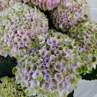 淡いカラー　紫陽花　苗　パステルカラー　ネコポス箱