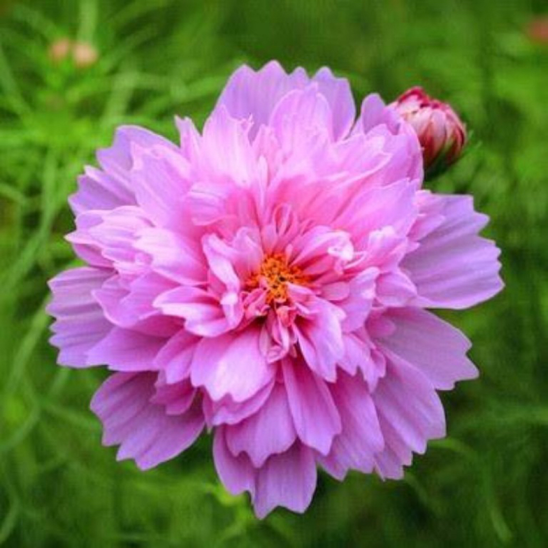 【花の種】コスモス☆秋桜 ダブルクリック  混色種子 約50粒！切花 ハンドメイドのフラワー/ガーデン(プランター)の商品写真