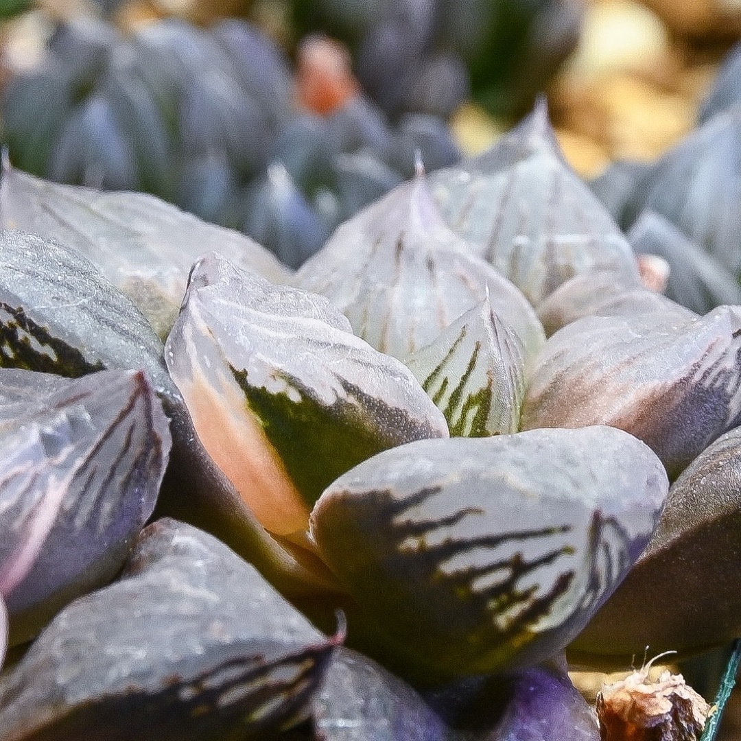 ハオルチア 大紫水晶オブツーサ錦 ハンドメイドのフラワー/ガーデン(その他)の商品写真