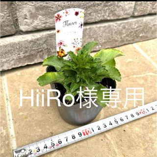 花芽付き♪ エリンジウム ブルーホビット 苗 耐寒性宿根草 ポットごと第四種郵便(その他)