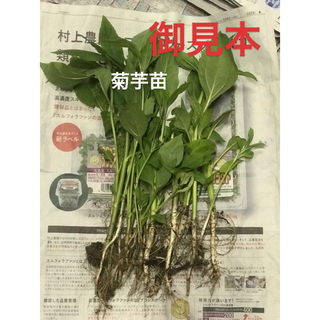 話題のスーパー野菜  　　　菊芋　　芋苗　6株(プランター)
