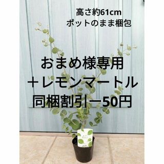 人気品種＆育てやすい　☘　ユーカリ　グニー　☘　苗　オージープランツ