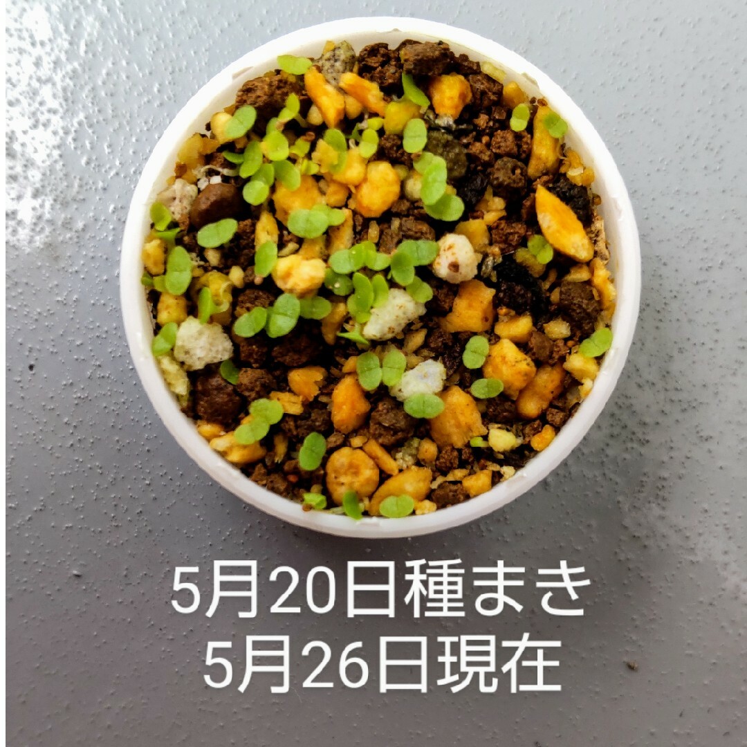 多肉植物 メストクレマ マクロリズム 種 20粒 育て方説明書付き ハンドメイドのフラワー/ガーデン(その他)の商品写真