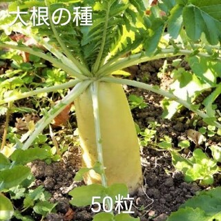 【自然栽培】青首総太り大根の種50粒⑥(野菜)