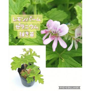 特価！◇◇182 レモンバーム ゼラニウム 抜き苗 同梱割 🌱ネコポス発送(その他)