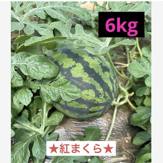 産地直送 熊本植木町スイカ【1玉入り】6kg(フルーツ)