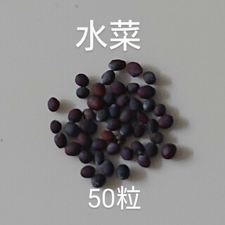 【自然栽培】水菜の種50粒④(野菜)