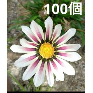 ガザニア　種　白＆ピンク　100個以上