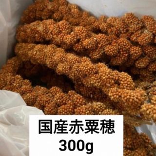 【みかんさん専用】国産赤粟穂300g(鳥)